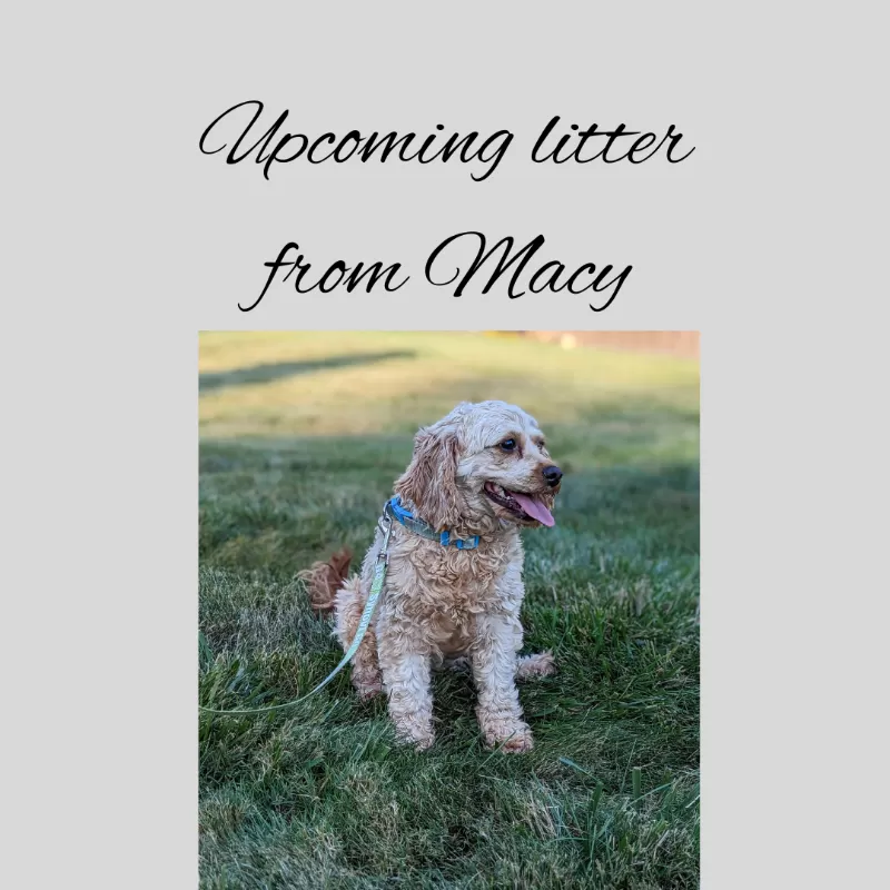 Upcoming litter from Macy