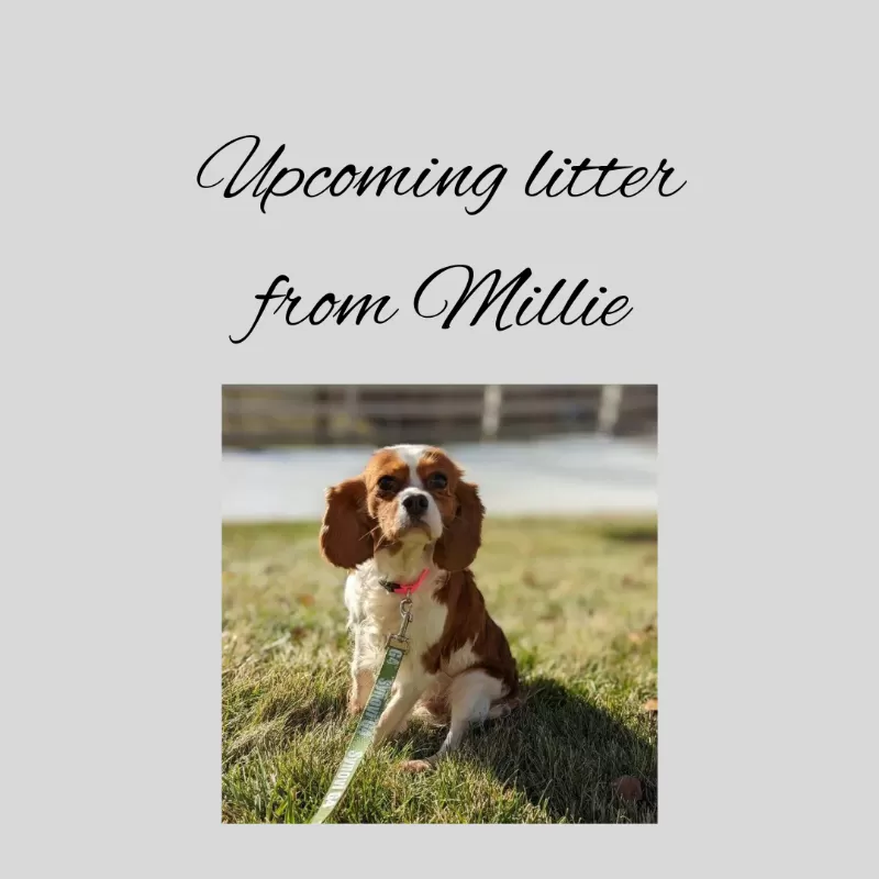 Upcoming litter from Millie