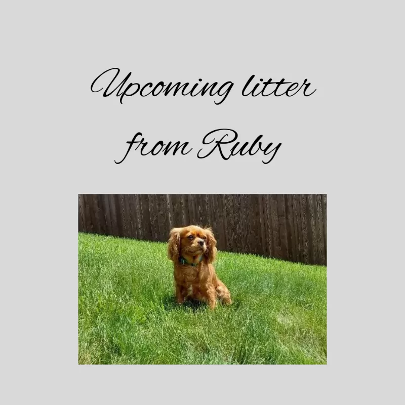 Upcoming litter from Ruby