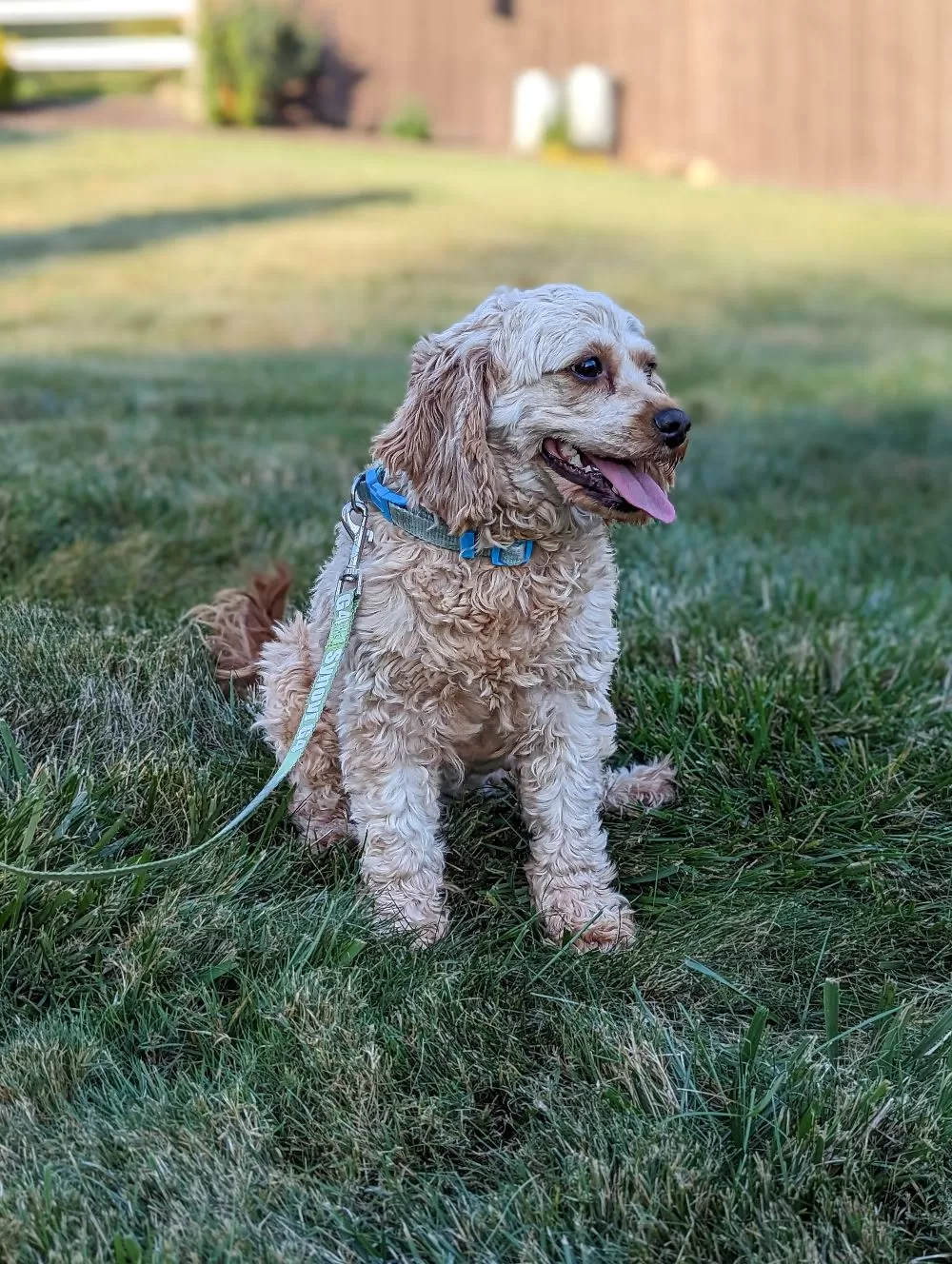 Cavapoo