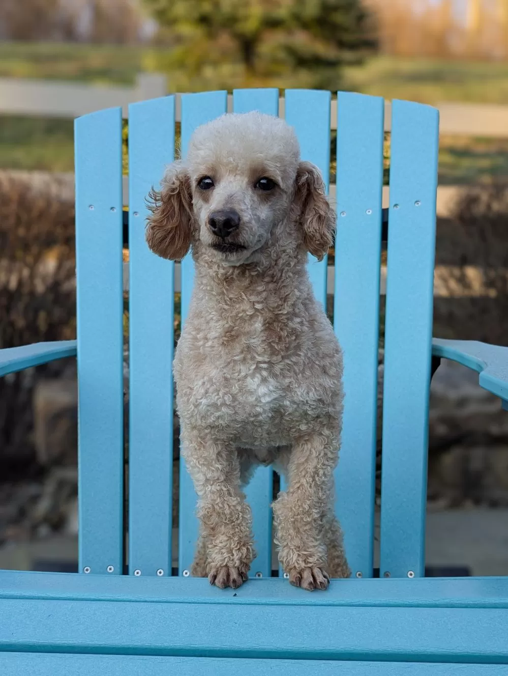 Toy Poodle