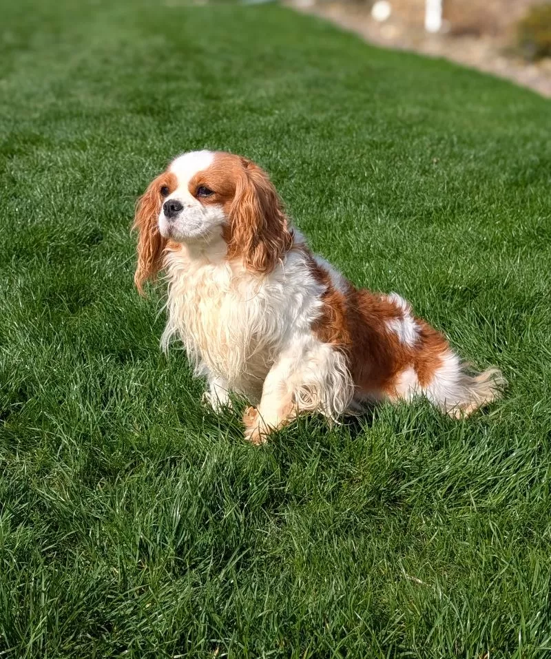 Puppy Name: Daisy