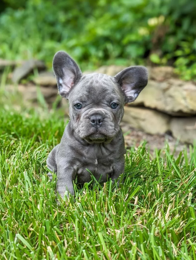 Puppy Name: Lulu