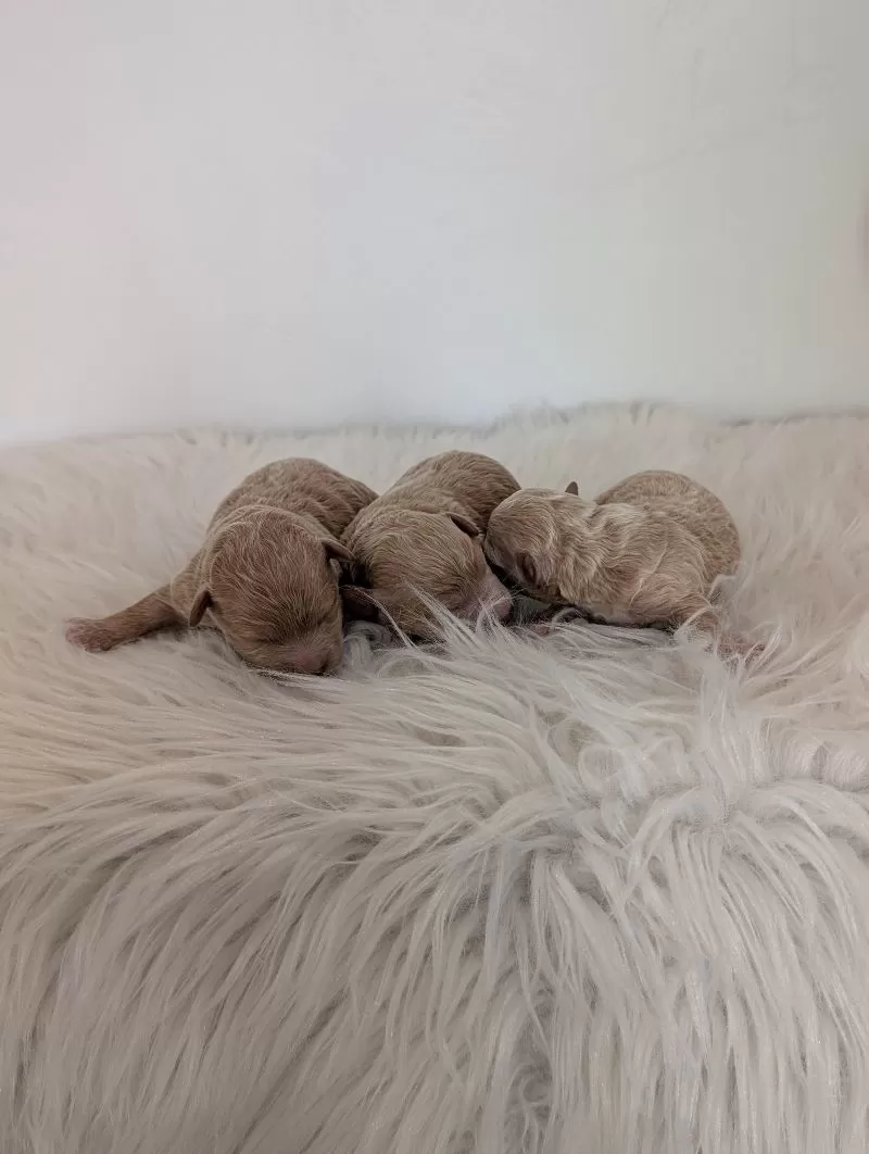 Puppy Name: Kayla's litter