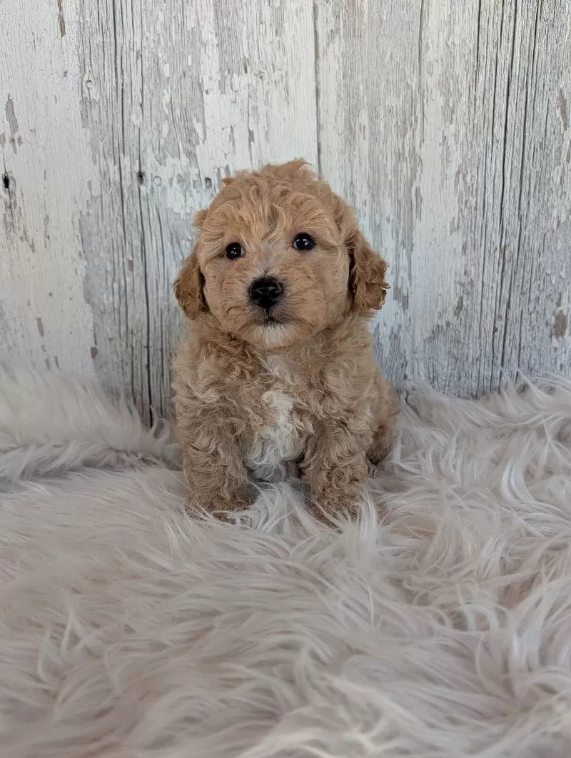Oliver