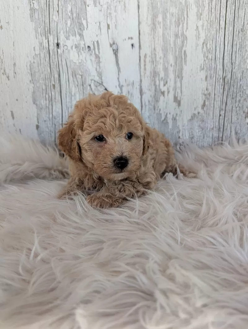 Oliver