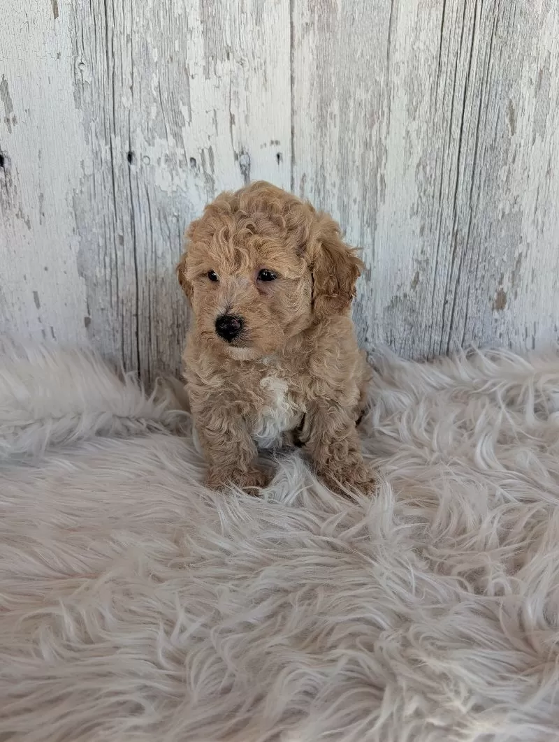 Oliver