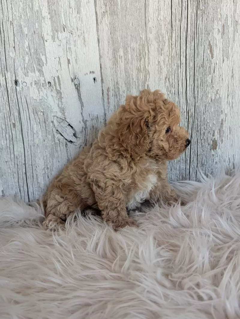 Oliver