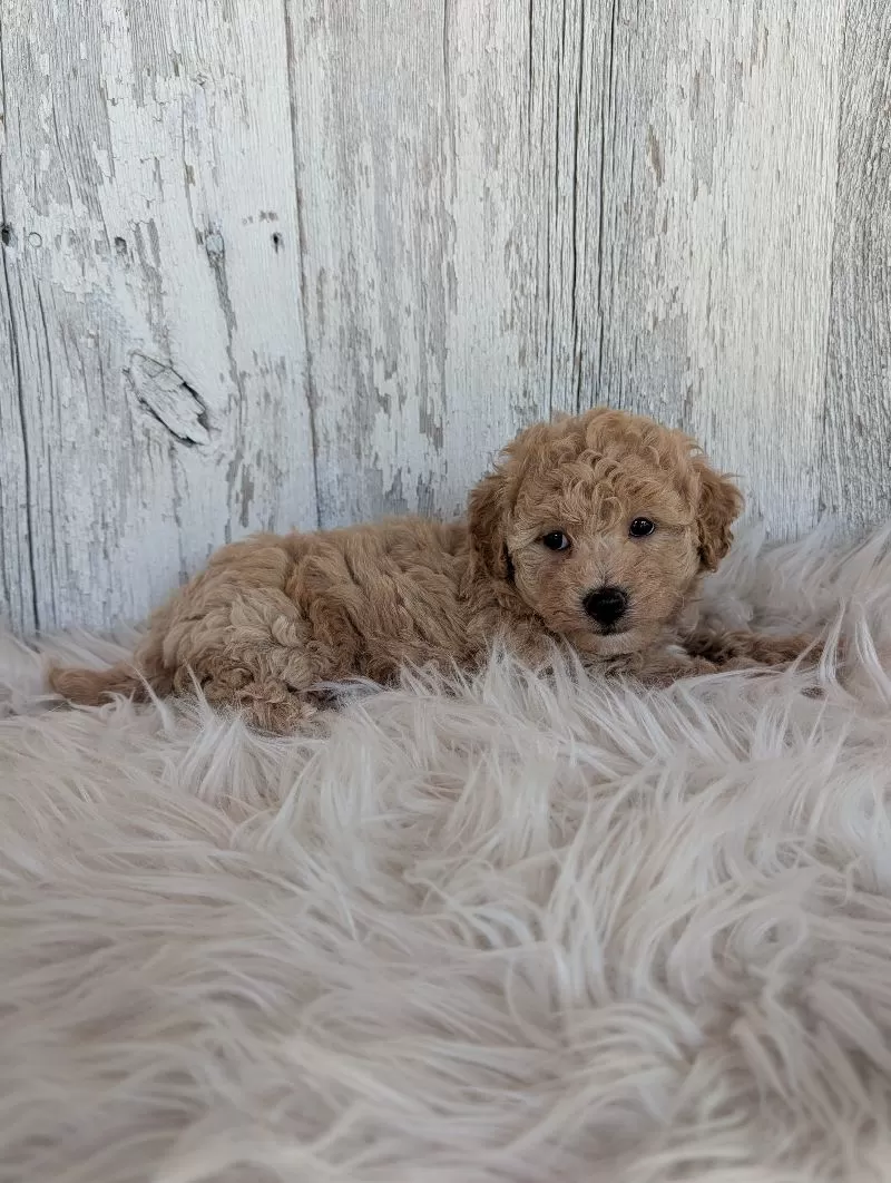 Oliver