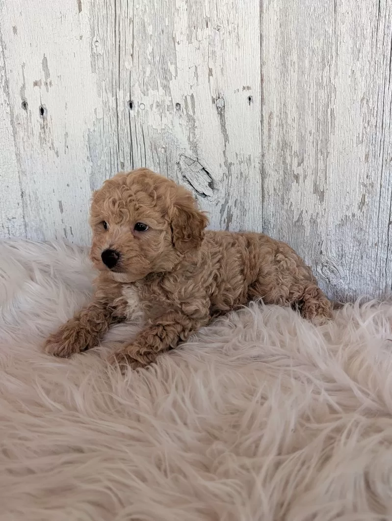Oliver