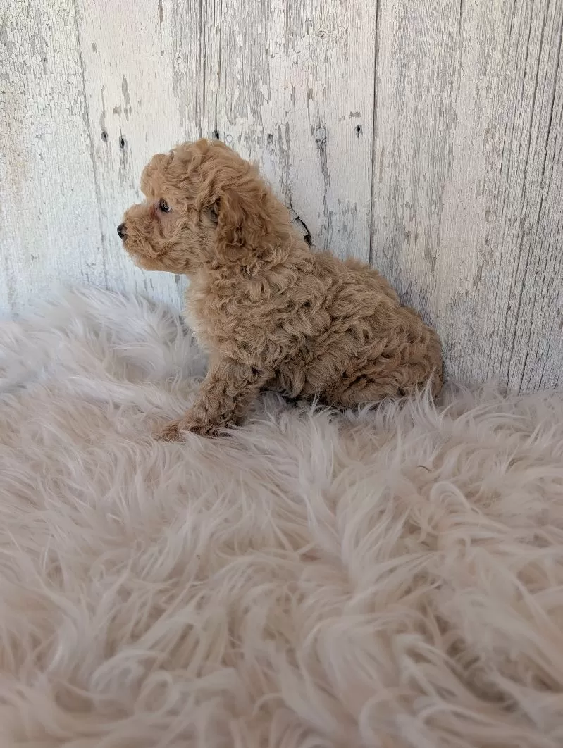 Oliver