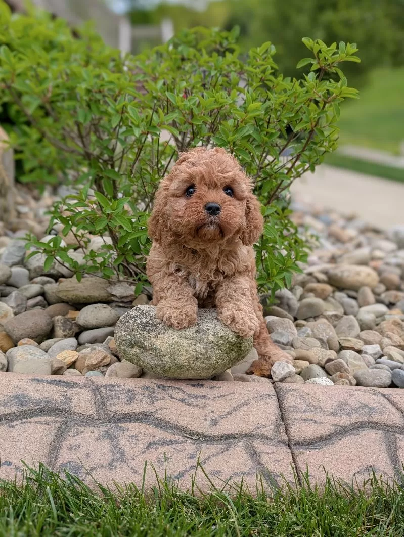Puppy Name: Sasha