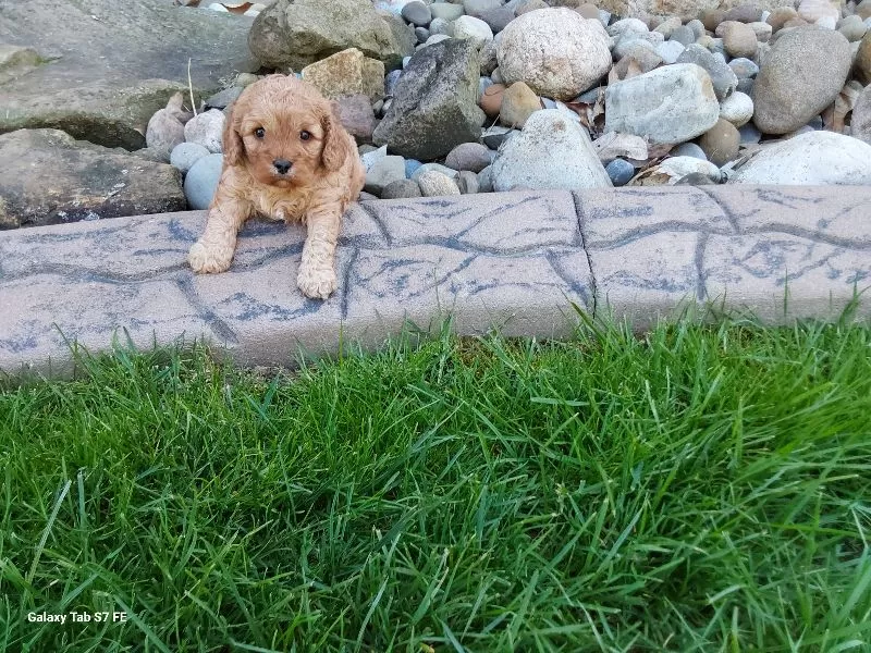 Amber's Litter