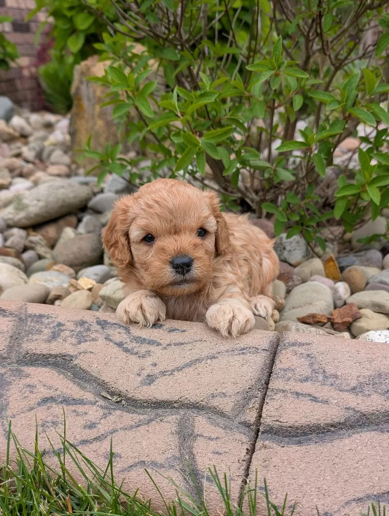Puppy Name: Mason
