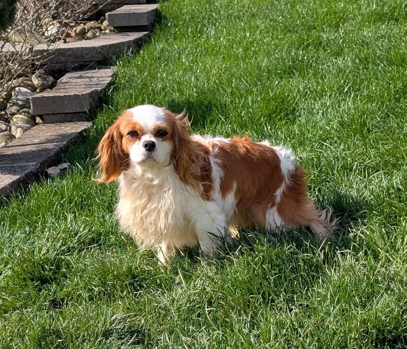 Upcoming litter from Darcy