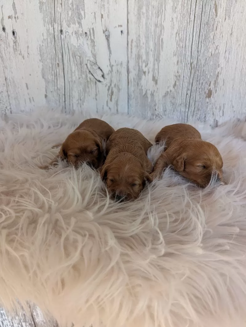 Darcy 's puppies