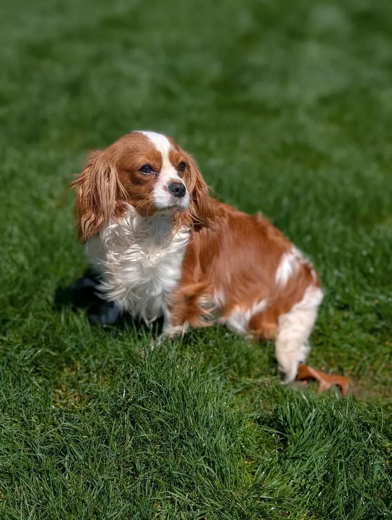 Upcoming litter from Daisy