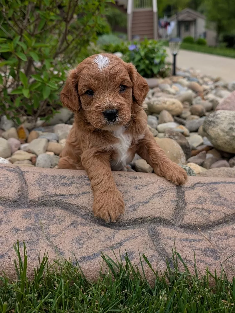 Puppy Name: Morgan