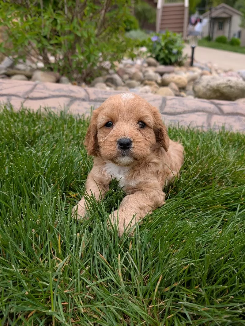Puppy Name: Moe