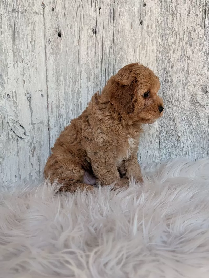 Maverick
