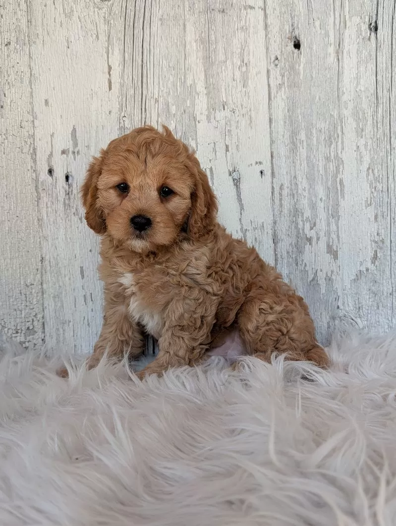 Maverick