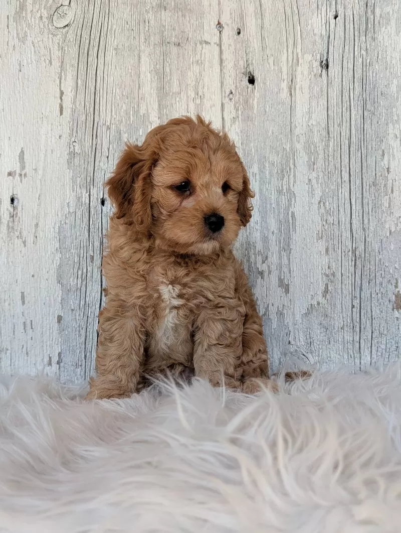 Maverick