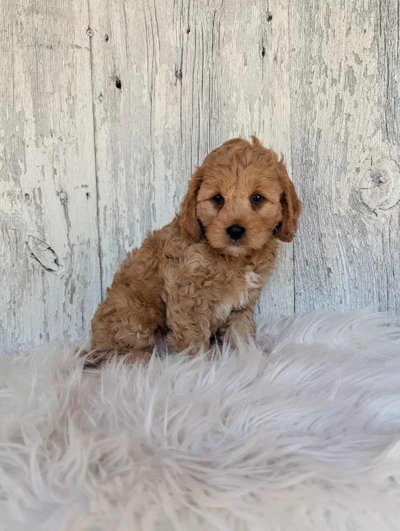 Maverick