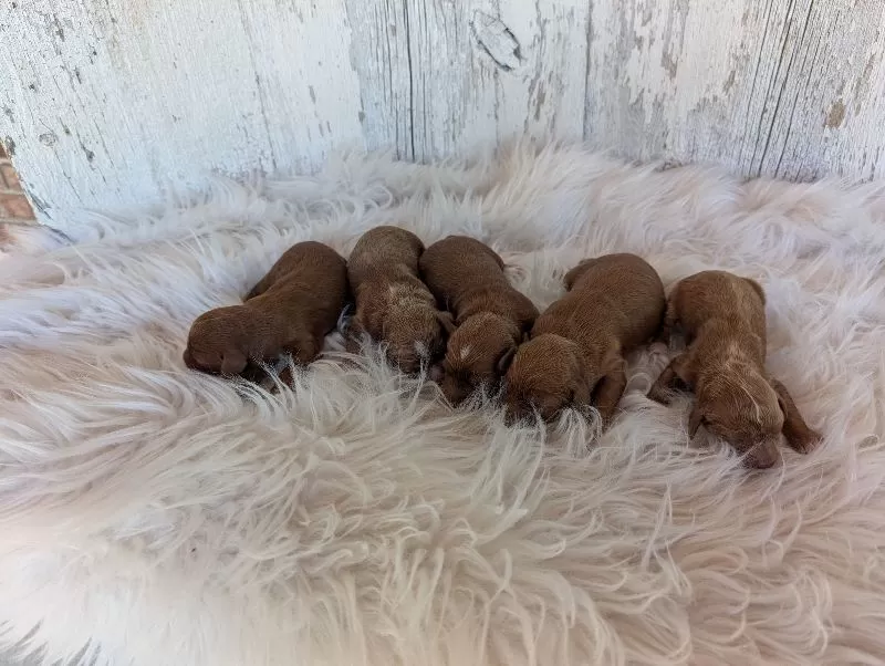 Millie's puppies