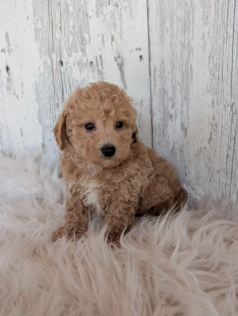 Buddy