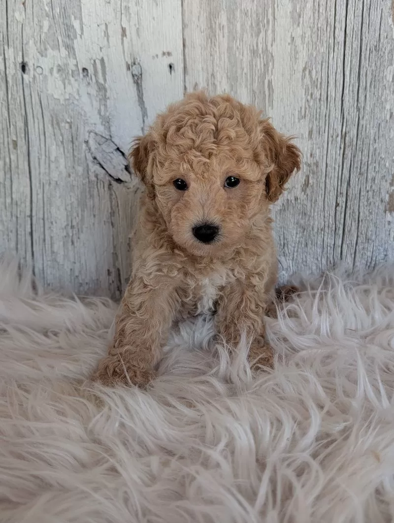 Teddy