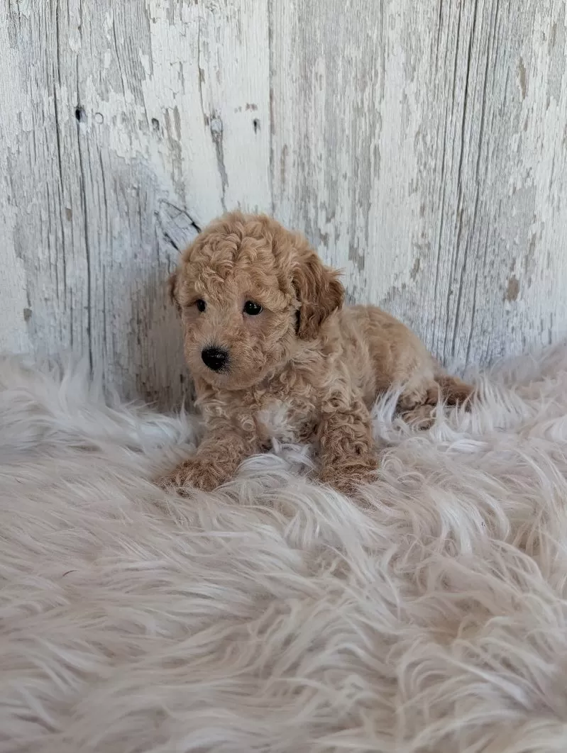 Teddy
