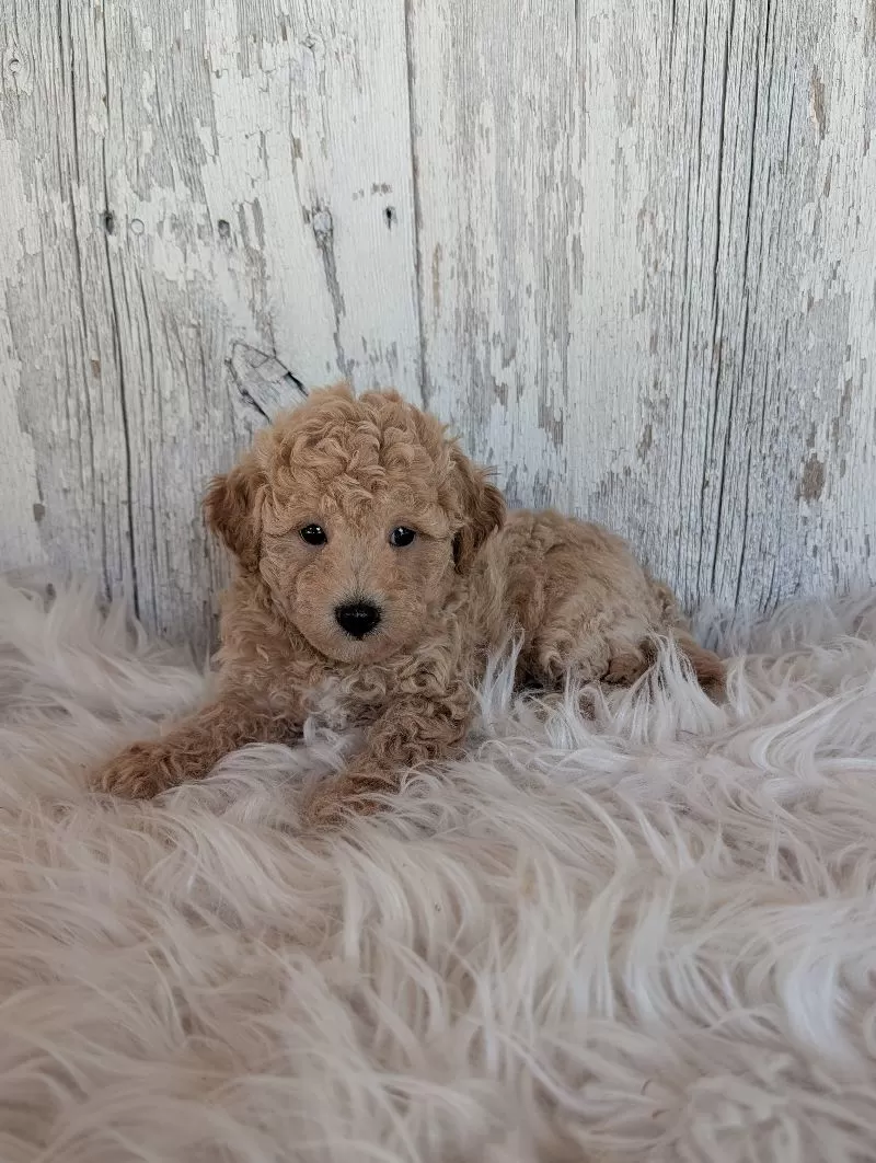 Teddy