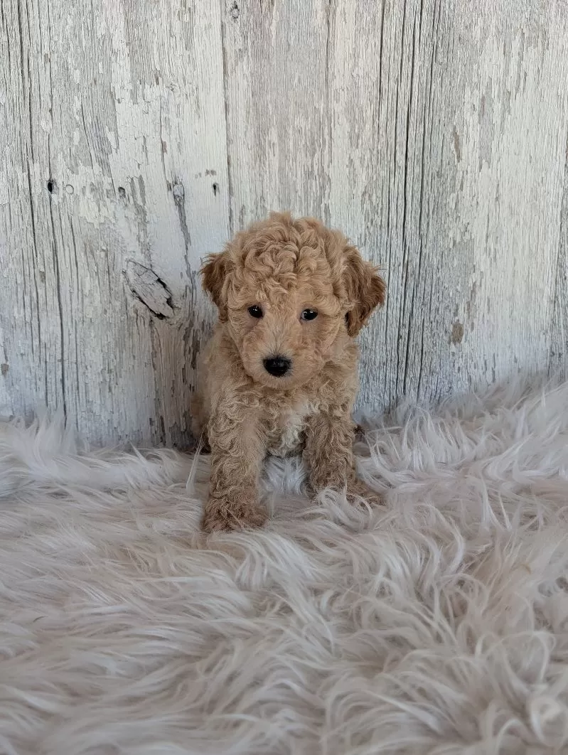 Teddy