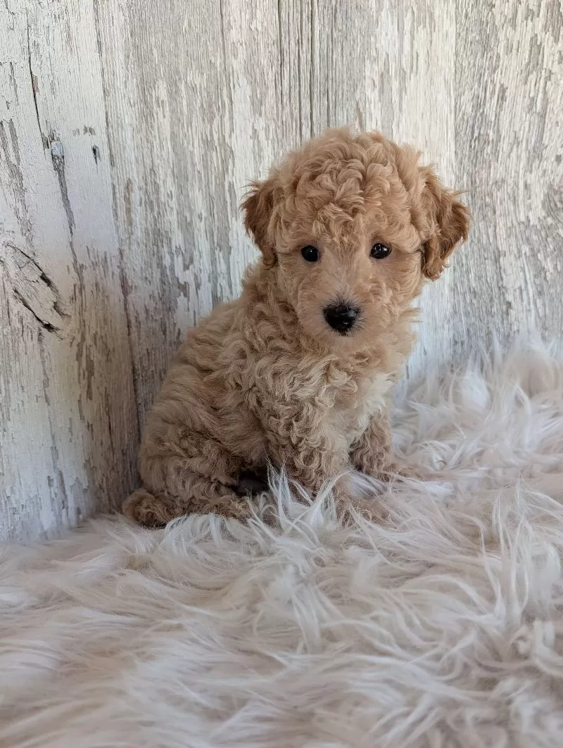 Teddy