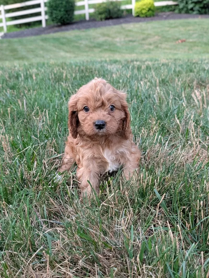 Axel
