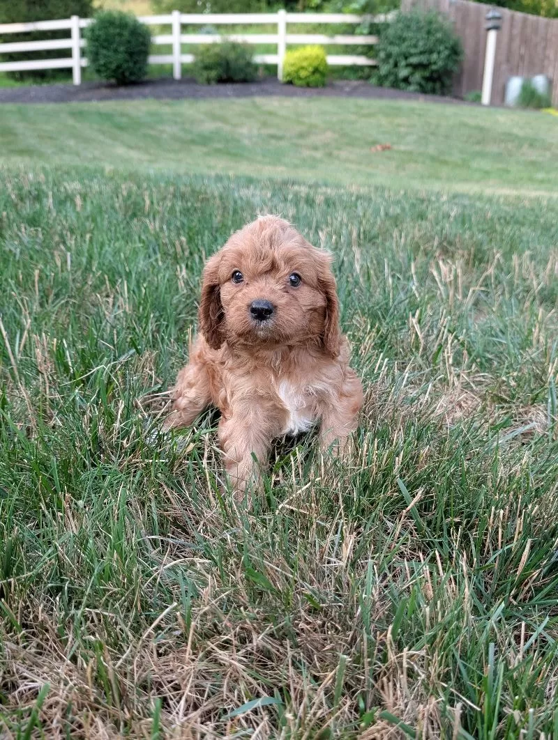 Axel