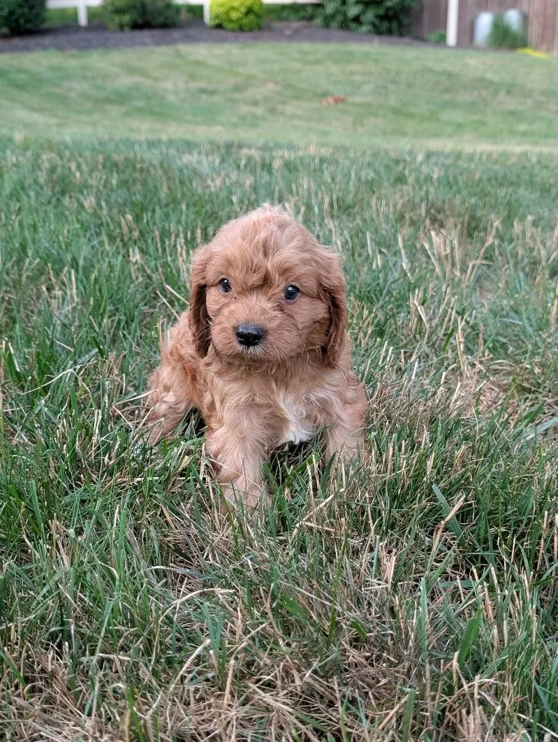 Axel