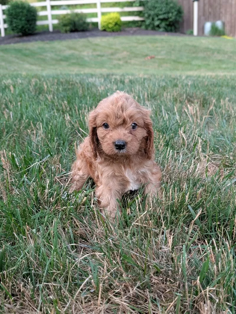Axel