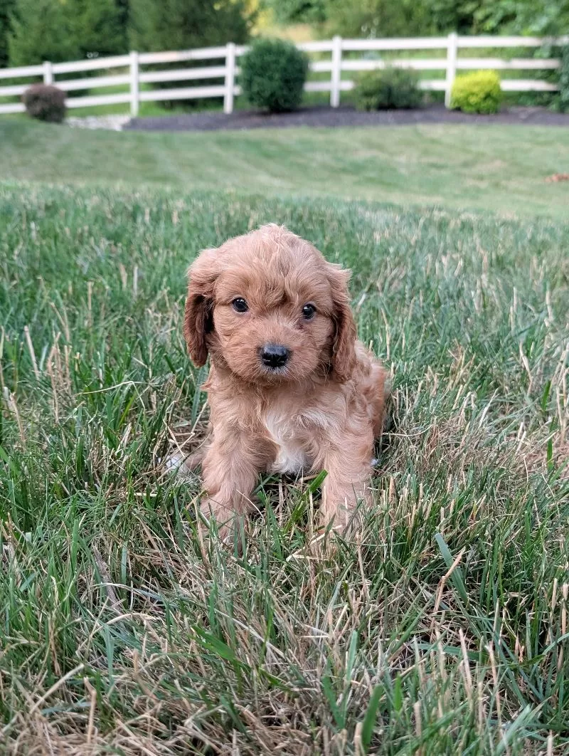 Axel
