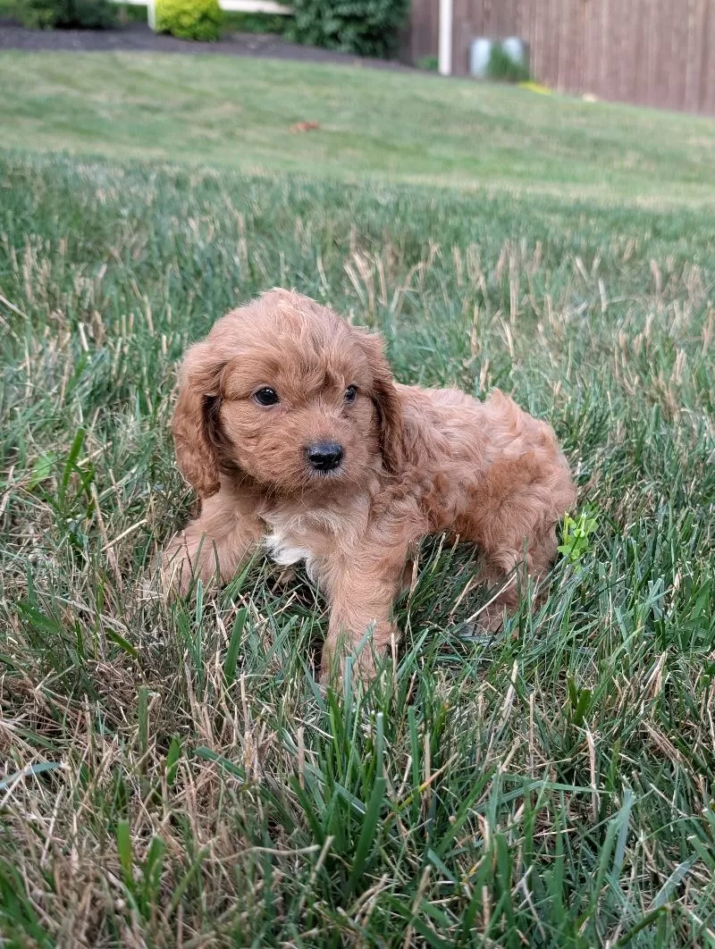 Axel