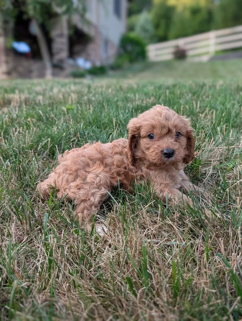 Axel