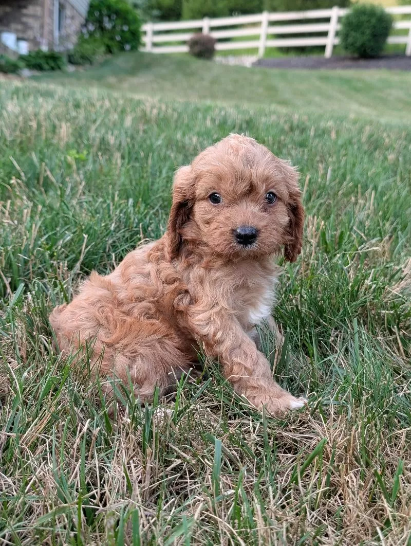 Axel