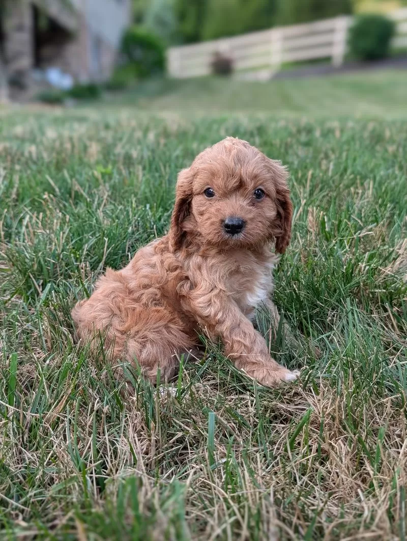 Axel