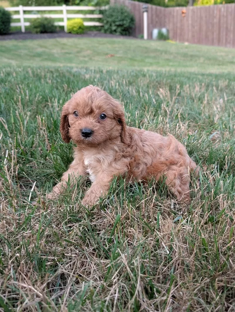 Axel