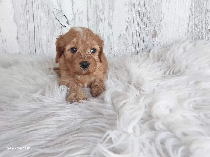 Puppy Name: Ollie