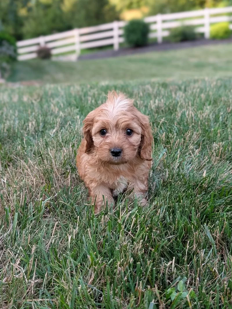 Ollie