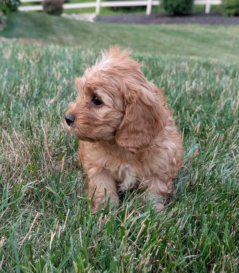 Ollie