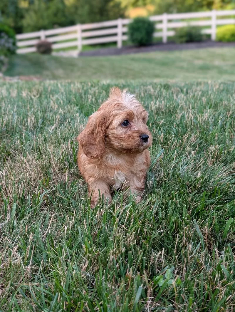 Ollie
