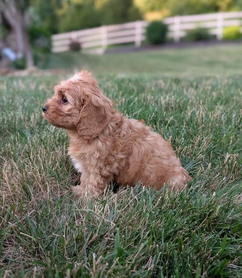Ollie