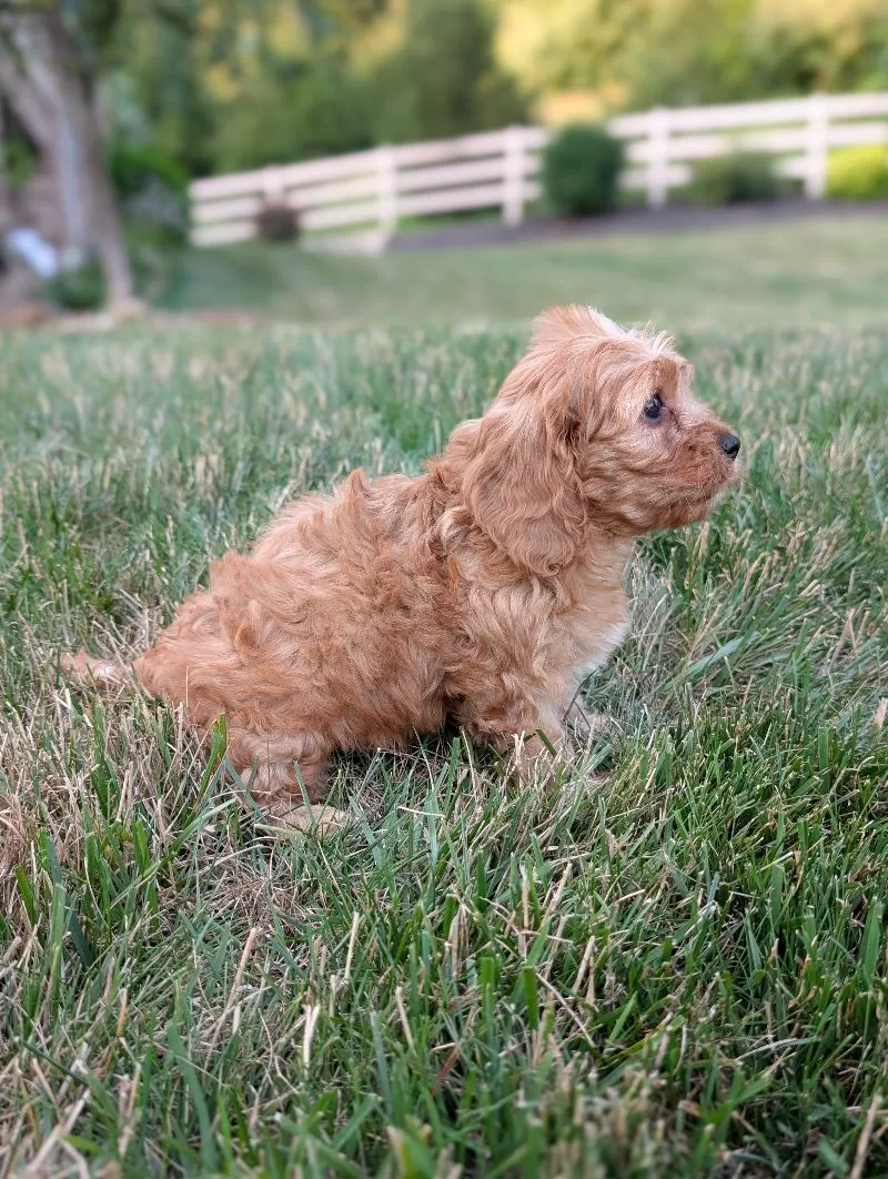 Ollie